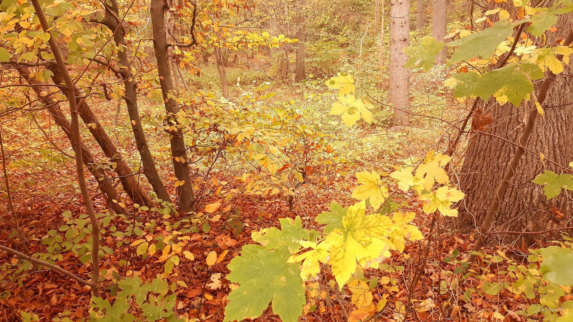 Autumn in forest