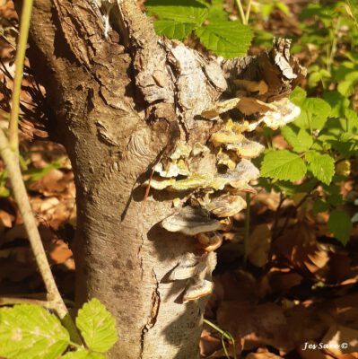 Big tree fungis tends to live in the sun side = direction to SOUTH.( on thev nothern hemisphere) Photo: Jes Saxe (c)
