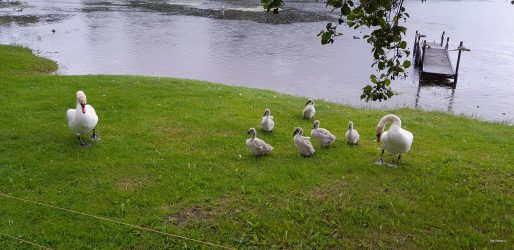 Beautiful young swans. The patriarch was very protective to his kids. Stay away