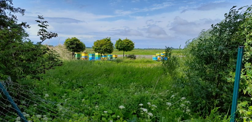 Landing fields for small creatures Spilve Airport Plava Riga Latvia