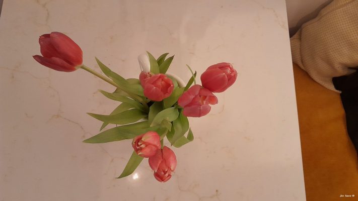 Real tulips Cafe Hygge